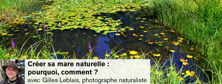 Créer sa mare naturelle : pourquoi, comment ?